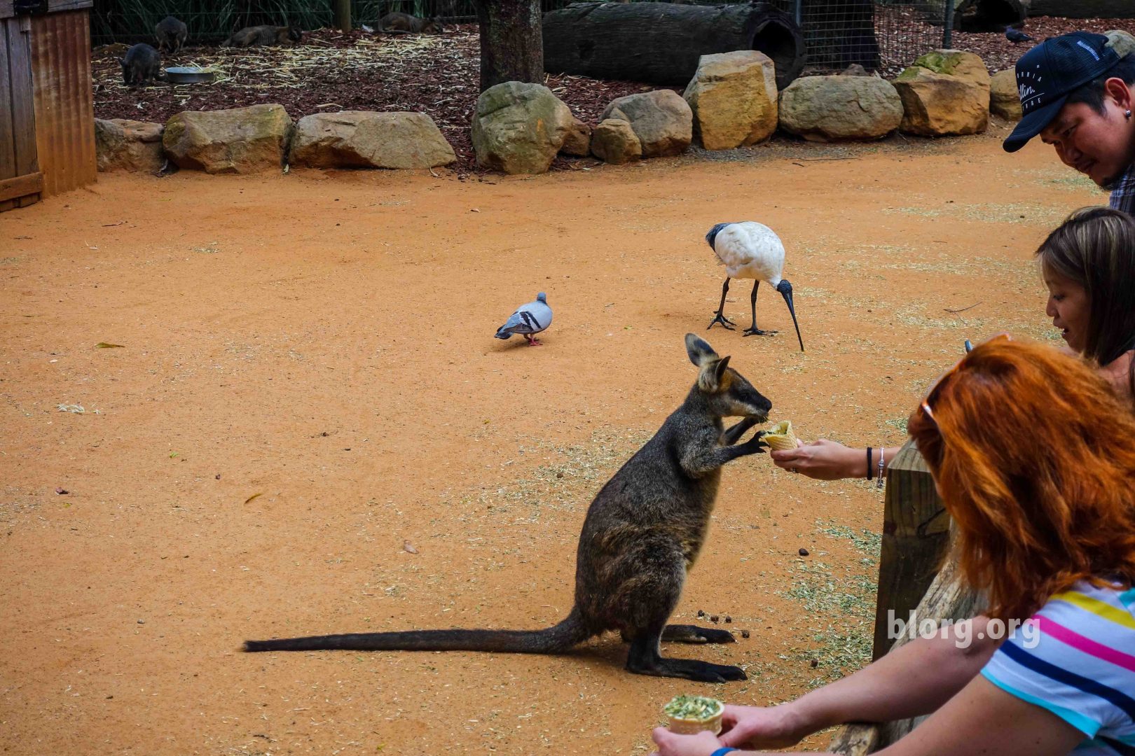 feeding baby kangaroo