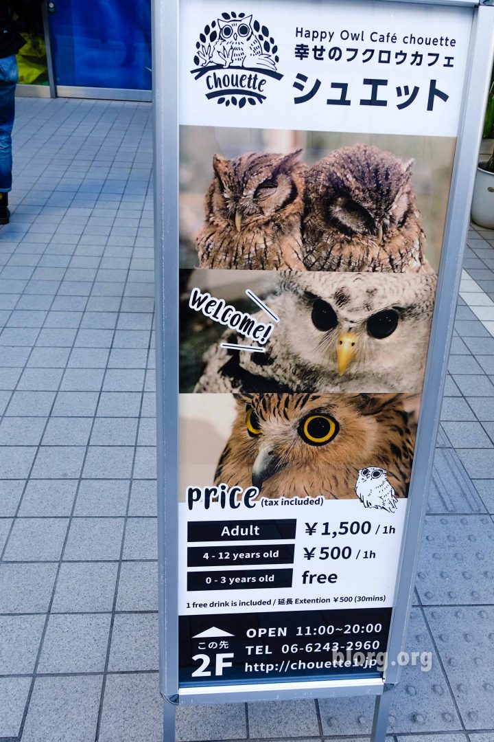 japan owl cafe