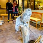 Owl cafe Japan