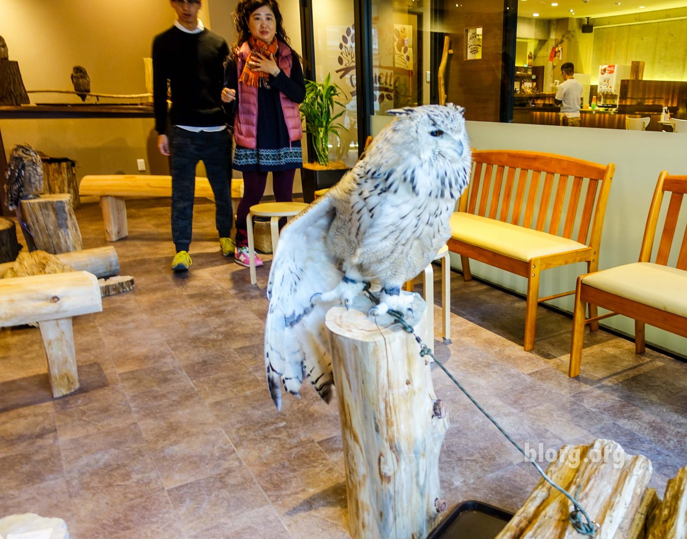 Owl cafe Japan