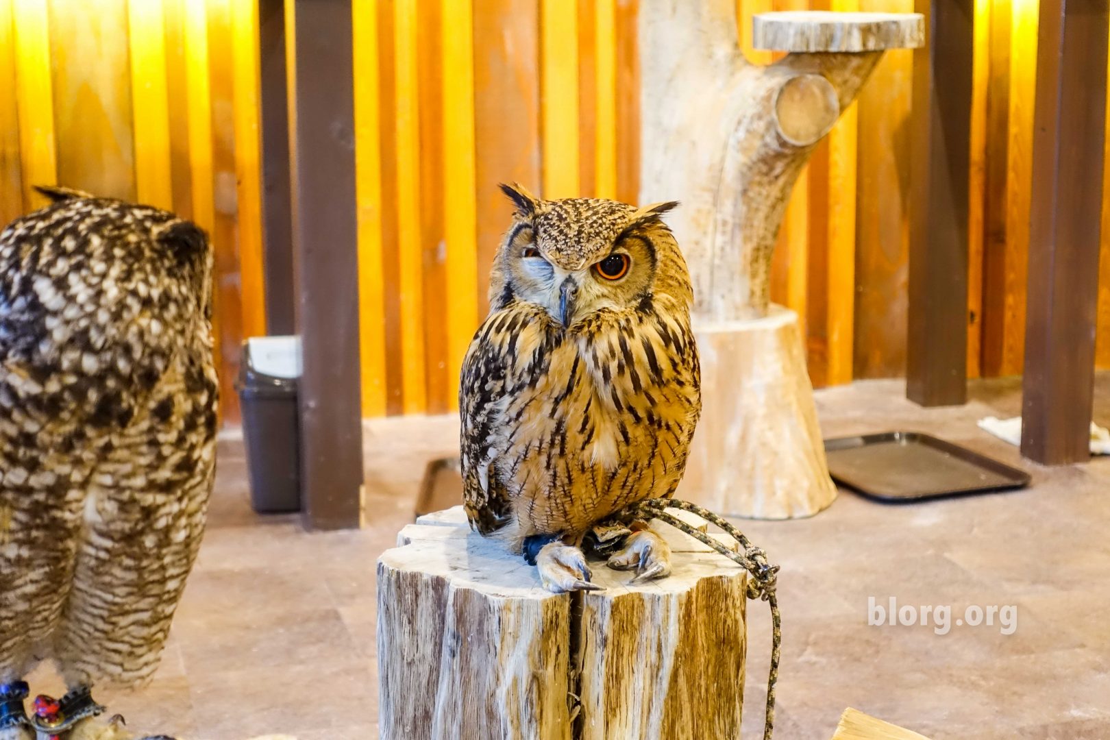 owl cafe osaka