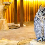 owl