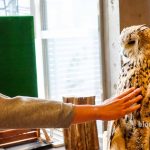 owl
