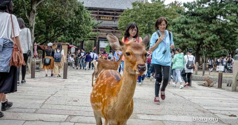 Nara Deer Park: You Can Meet Friendly/Unfriendly Deer For Free
