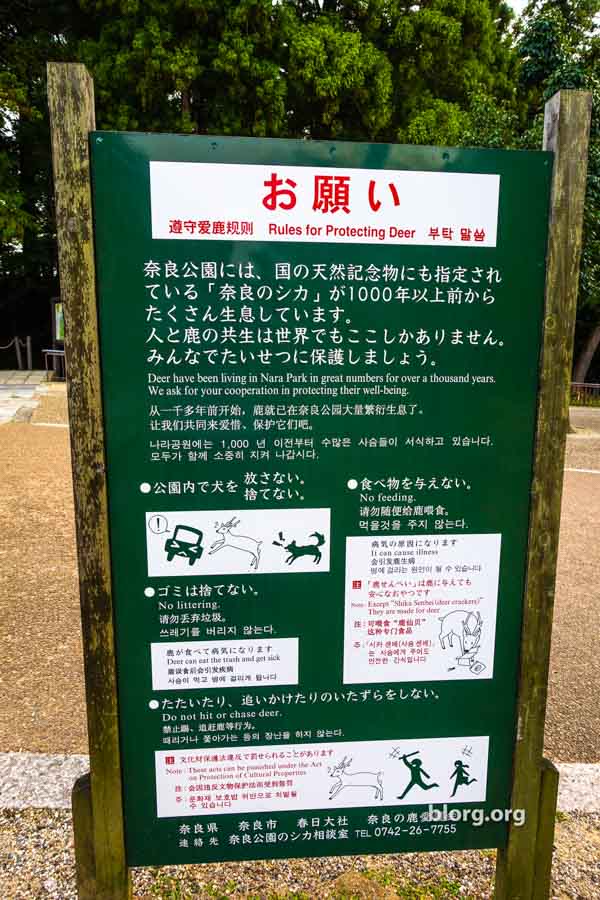 Nara Deer Park You Can Meet Friendly Unfriendly Deer For Free Steemit