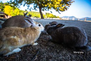 bunny kisses