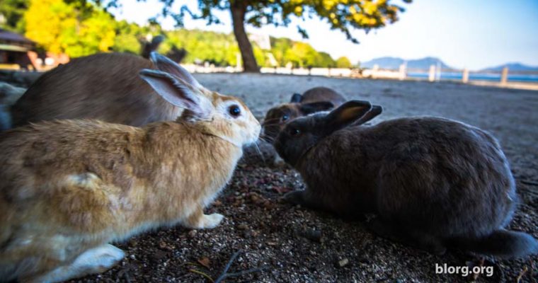 Bunny Bunny Island: An Island In Japan Full Of Bunnies! (Part 1)