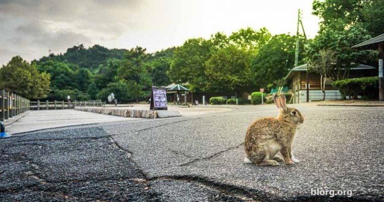 Bunny Bunny Island: An Island In Japan Full Of Bunnies! (Part 2)