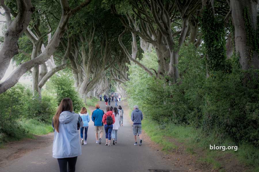 the dark hedges