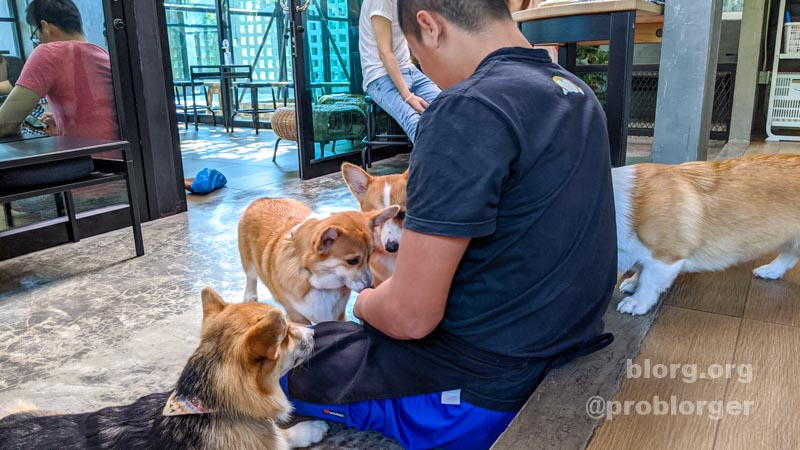 dog cafe bangkok