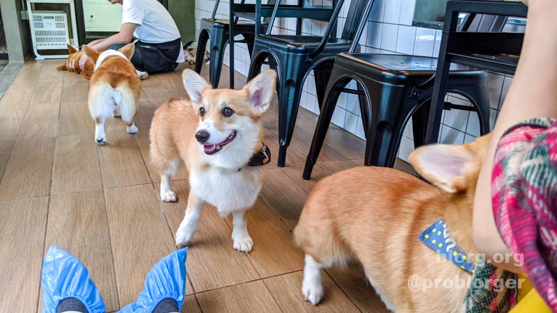 Corgi Cafe Bangkok: Cuteness Overload | blorg