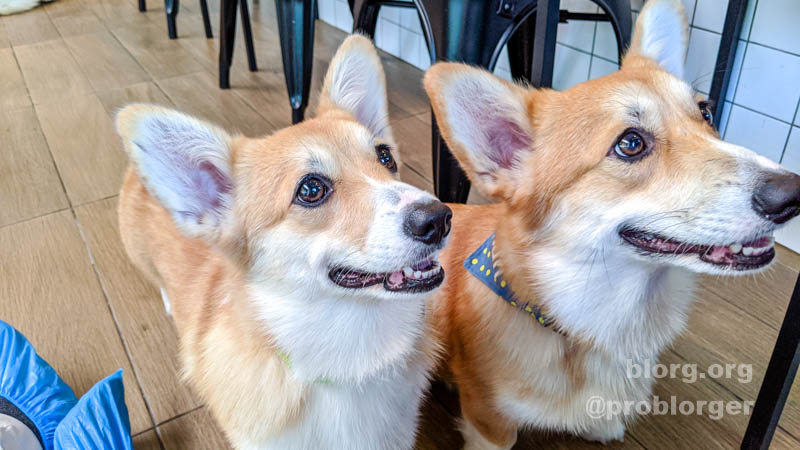 Bangkok Corgi Cafe