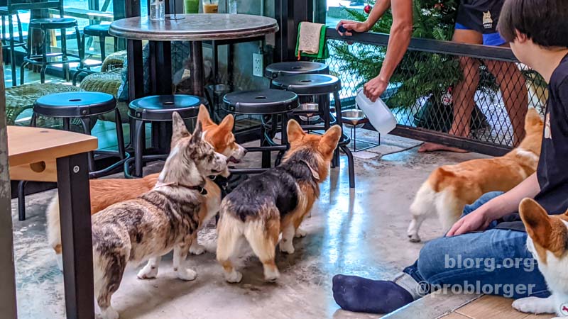 dog cafe bangkok